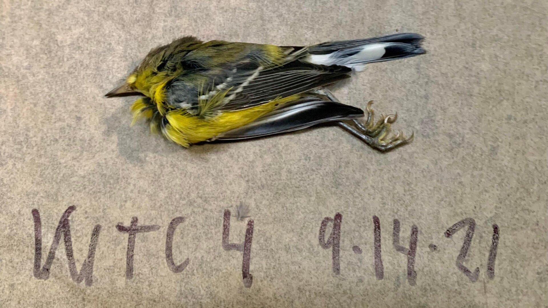 Photo: Melissa Breyer