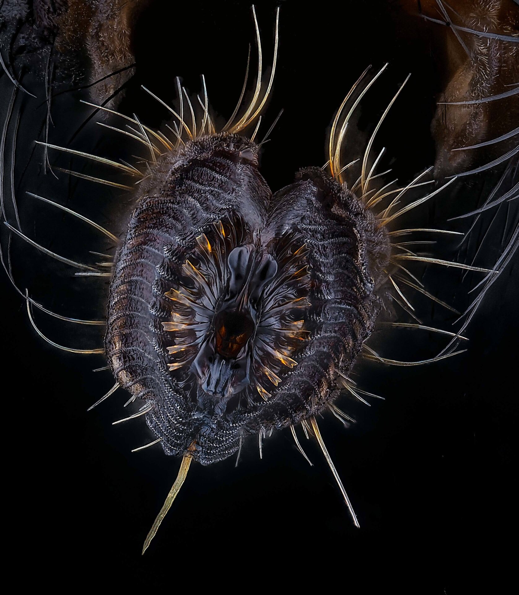Proboscis of a housefly.