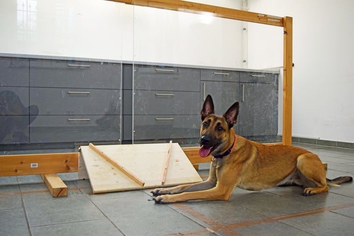 The setup used in the experiment, along with a furry test subject.