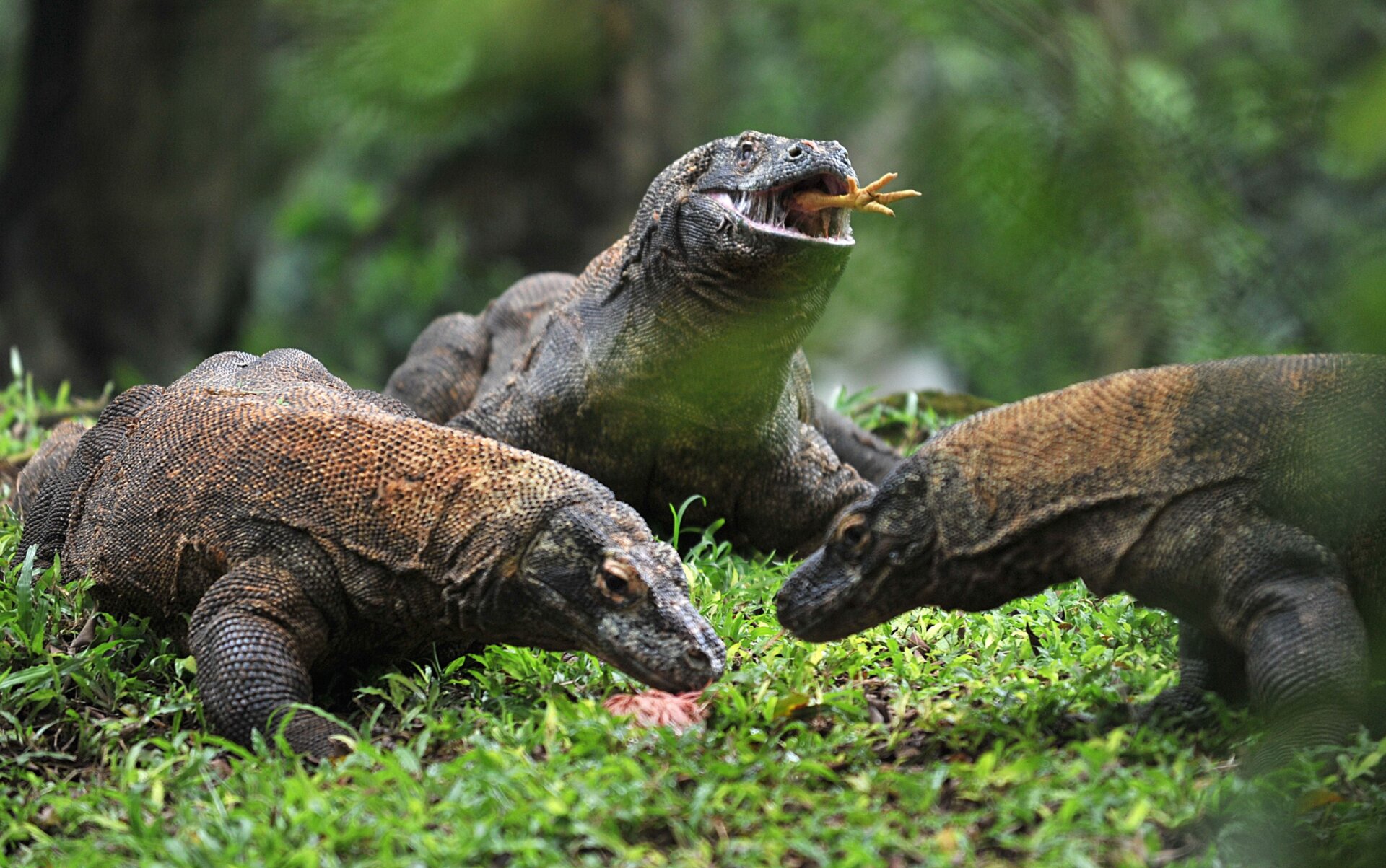 Komodo dragons chomping on chicken.