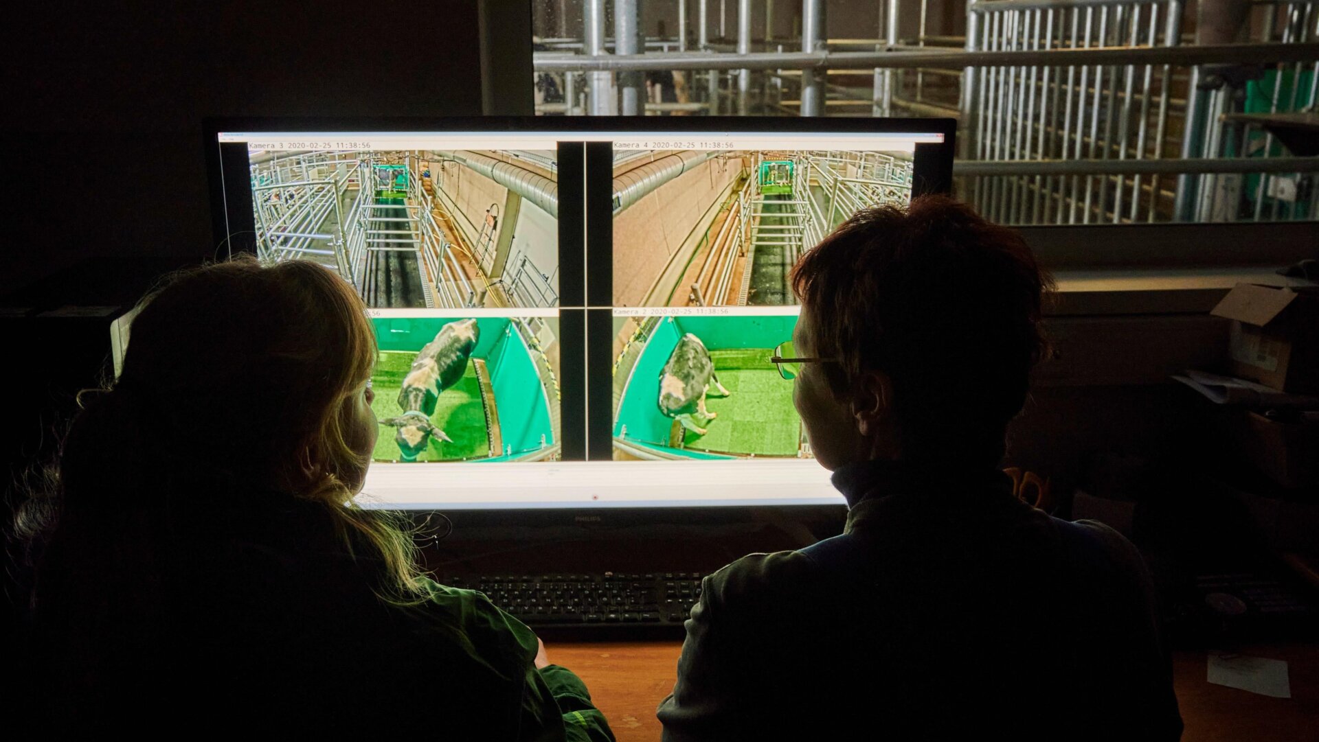 Researchers watch the cows going about their toilet training.