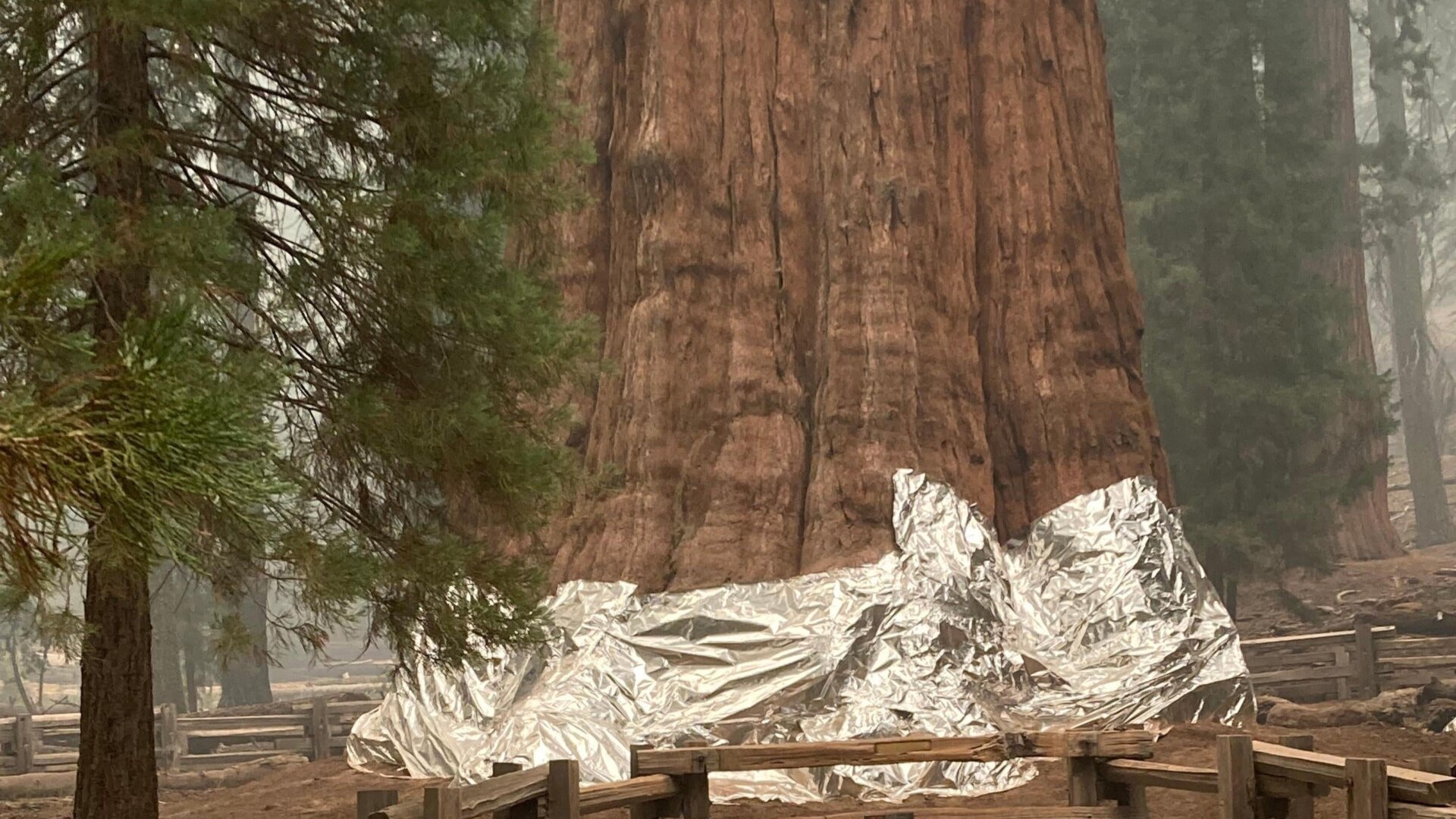 The base of General Sherman, the largest living organism on Earth, wrapped in foil to protect it from the KNP Complex Fire.