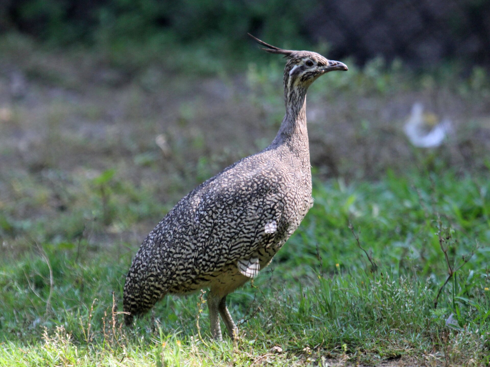 An elegant crested tinamou, which served to underpin the recent dinosaur model.