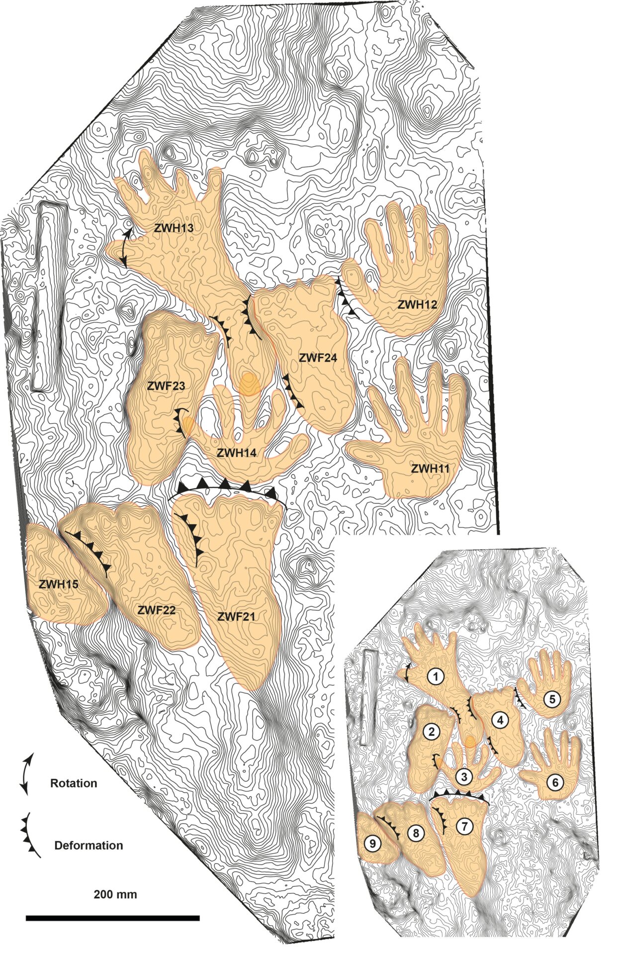 Image showing the positions of each print. 