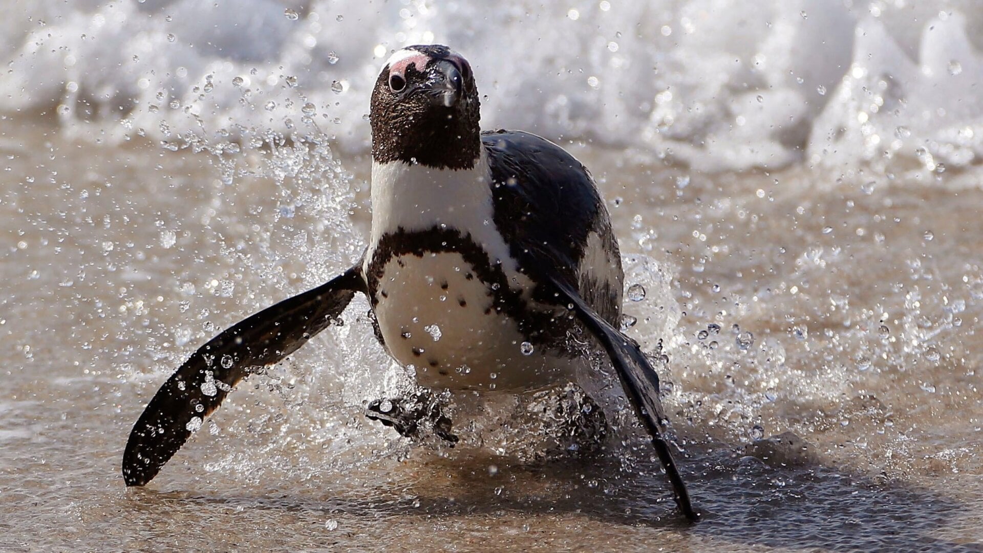 An African penguin comes out of the ocean at Boulders Beach, South Africa, in this file photo taken on August 27, 2015.