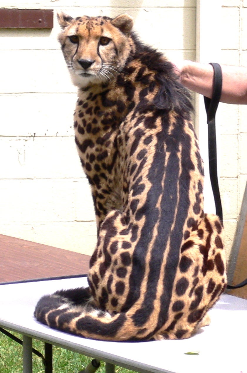 A king cheetah featuring a recessive coat pattern.