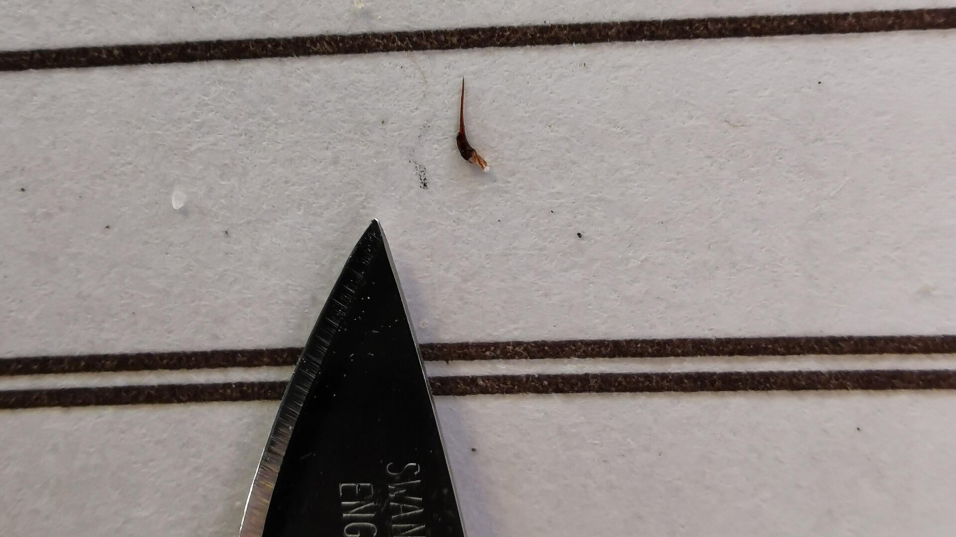 A stinger pulled from a dead African penguin.