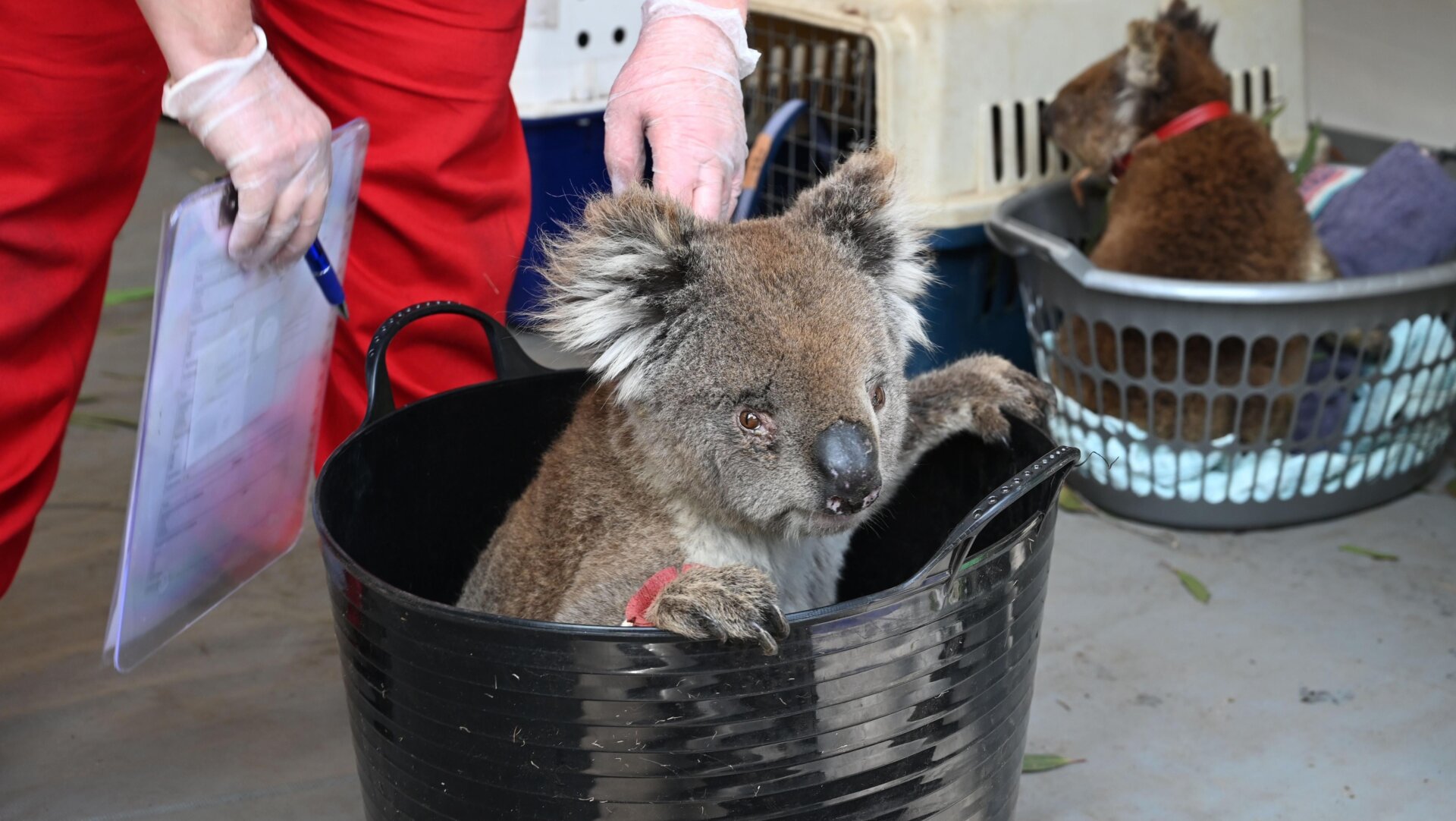 An injured Koala waits to be treated for burns at a makeshift field hospital at the Kangaroo Island Wildlife Park following bushfires on Kangaroo Island on Jan. 14, 2020.