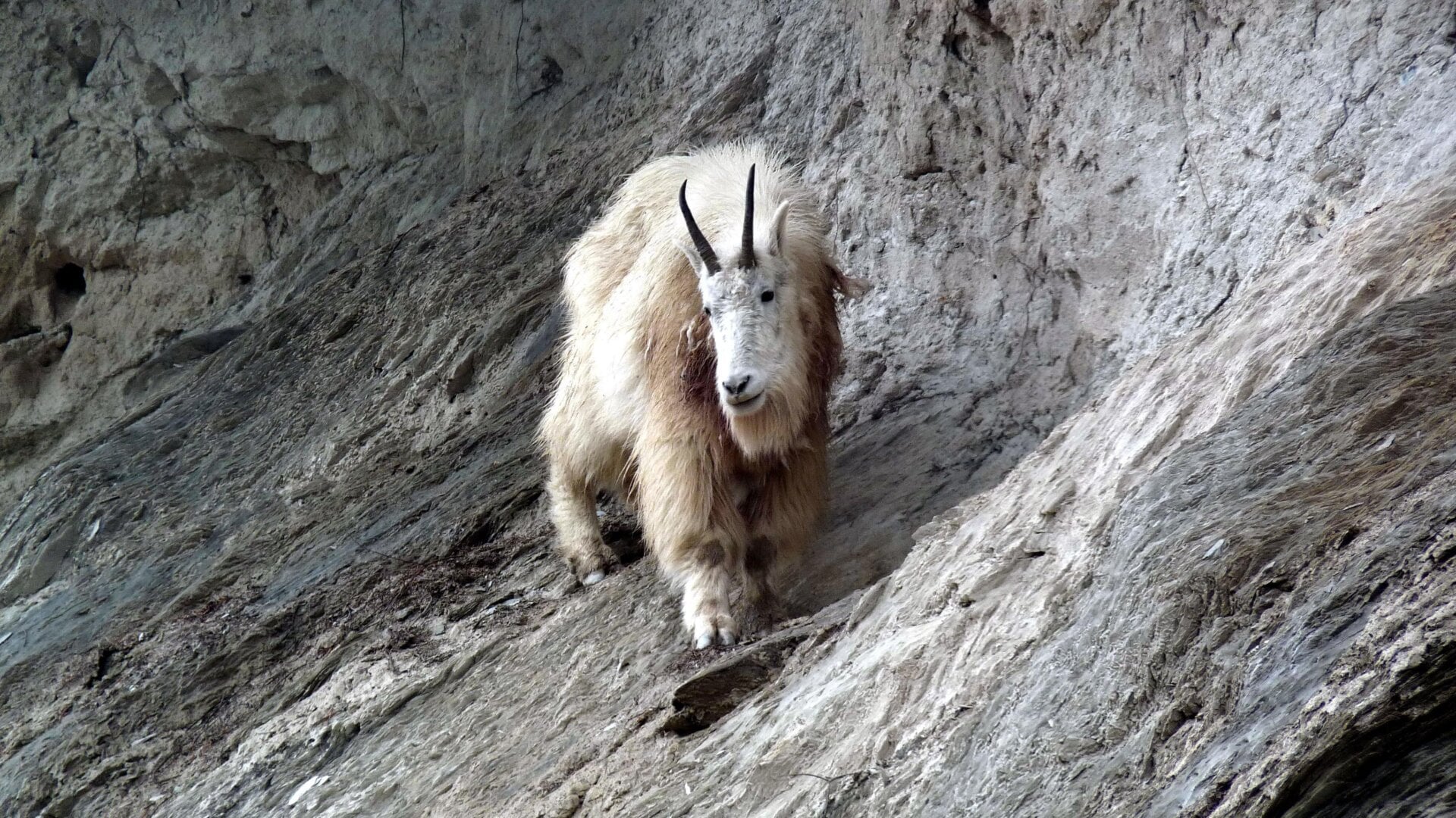 File photo of a mountain goat in Yoho National Park.