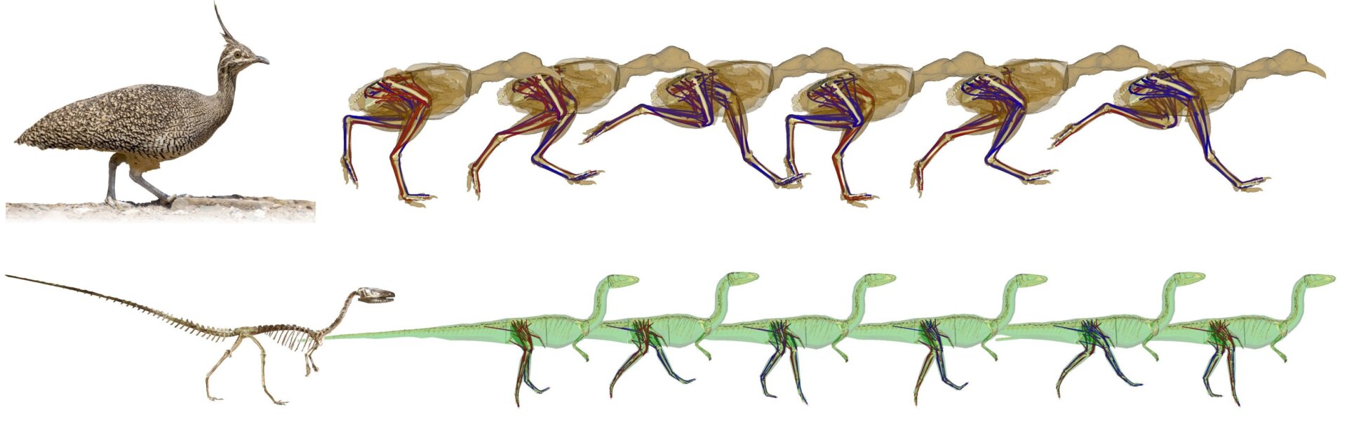 A tinamou bird and C. bauri, with their respective simulated movement patterns.