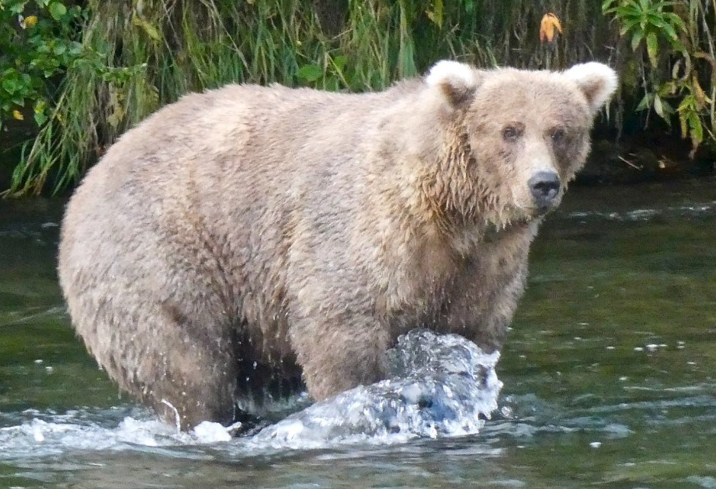 Photo: National Park Service/Explore.org