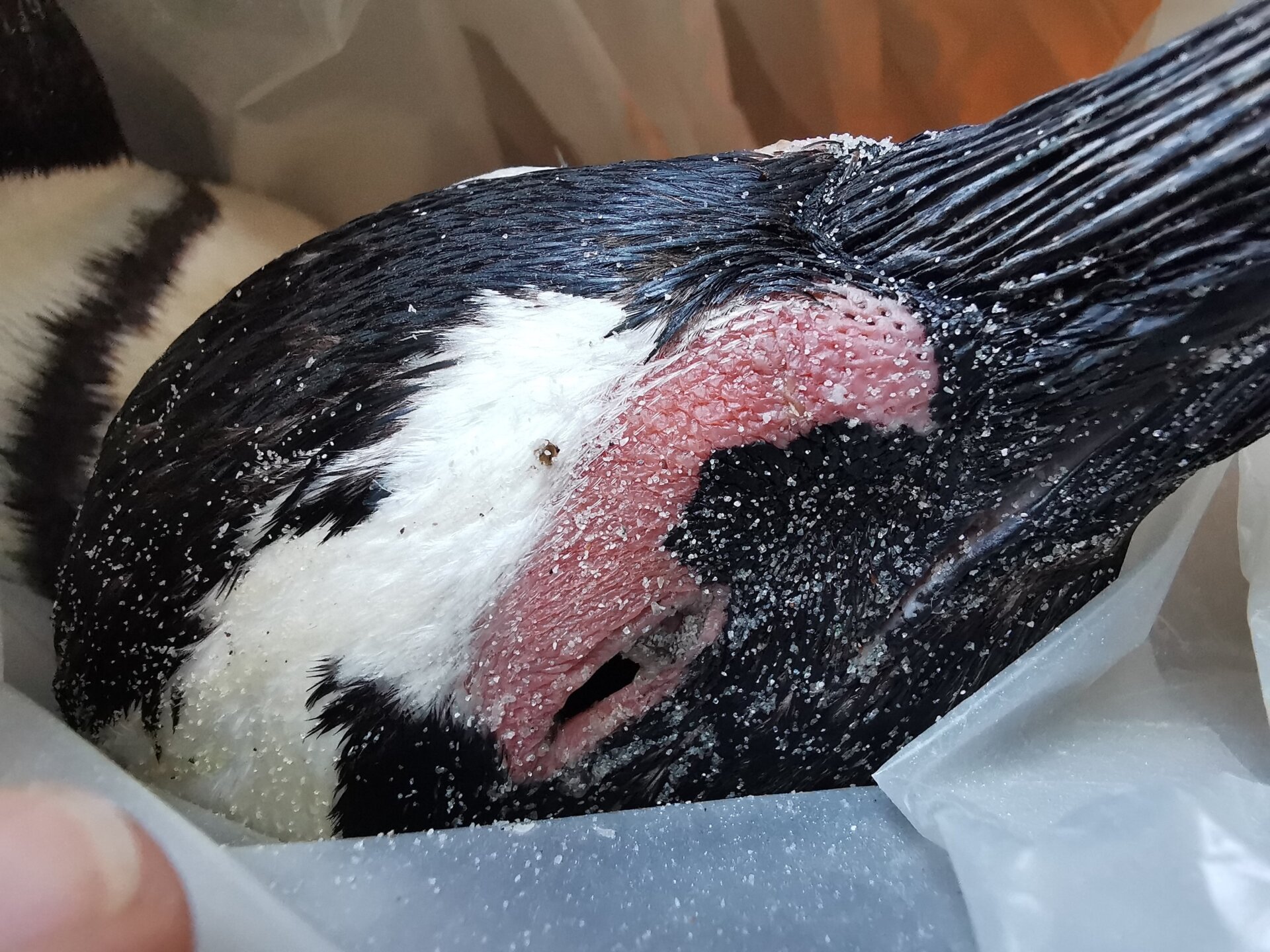 Many penguins were found with stings near their eyes.