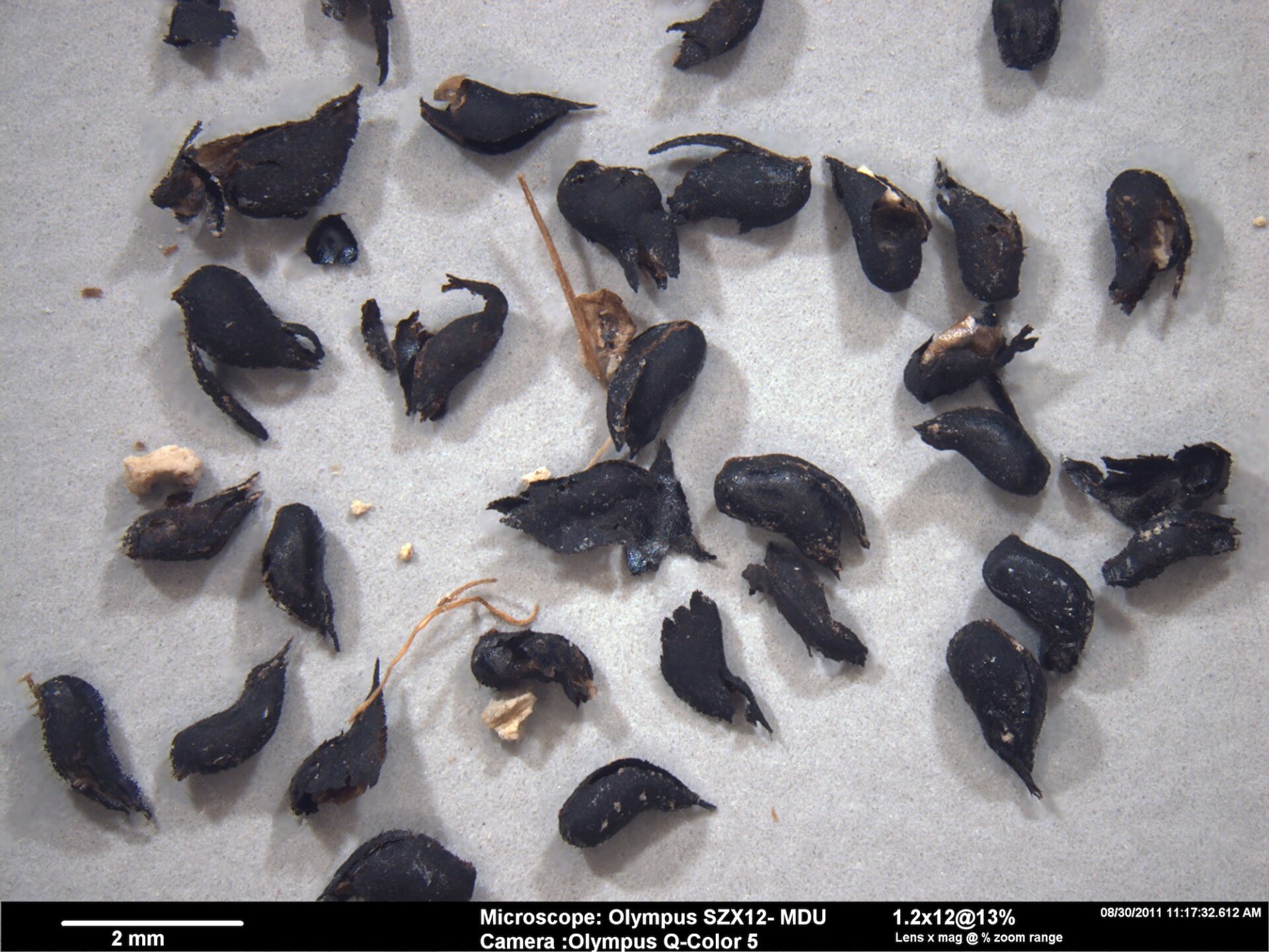 The seeds used for dating the footprints