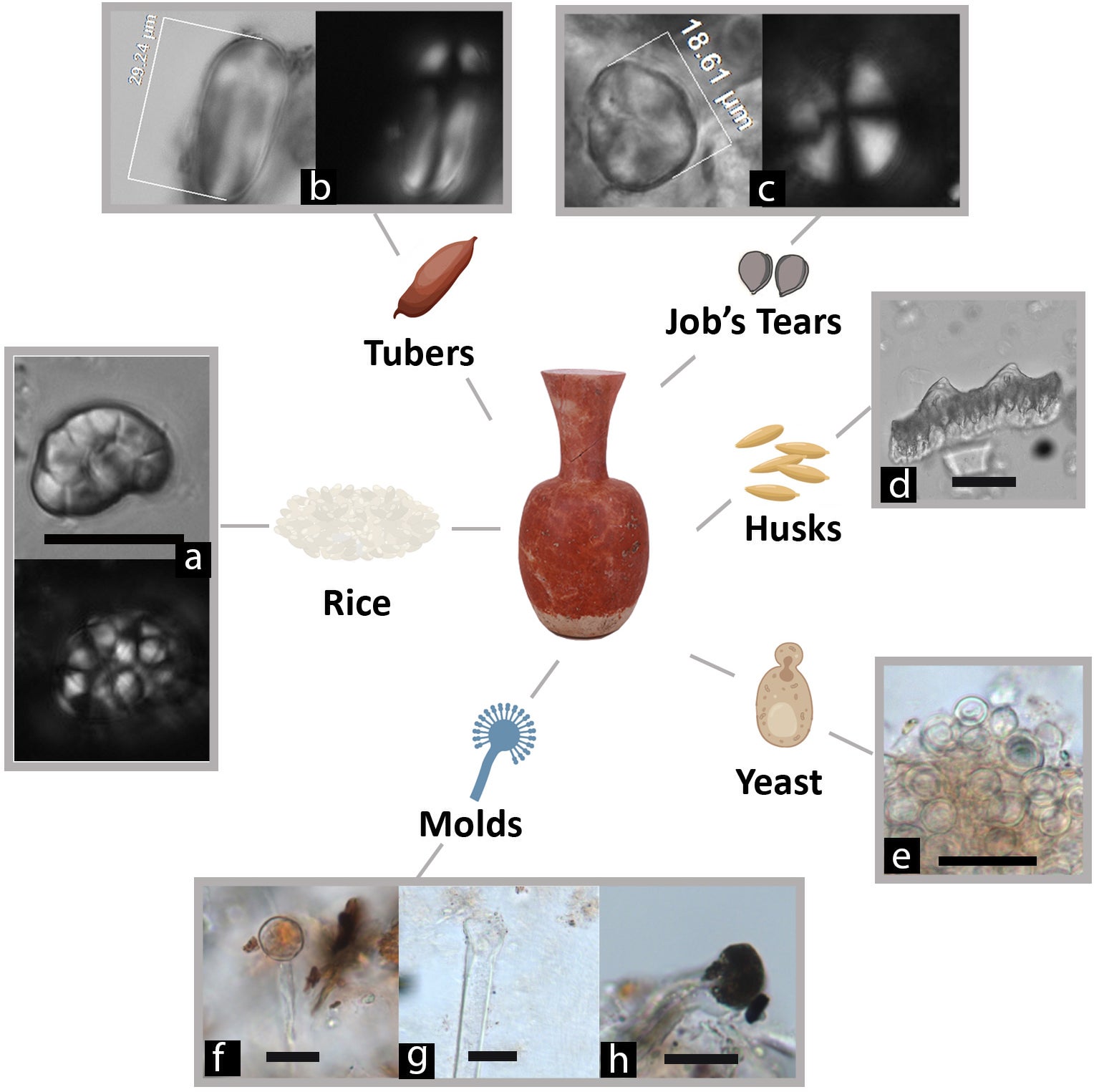 A hu pot with images of its identified microfossil contents.