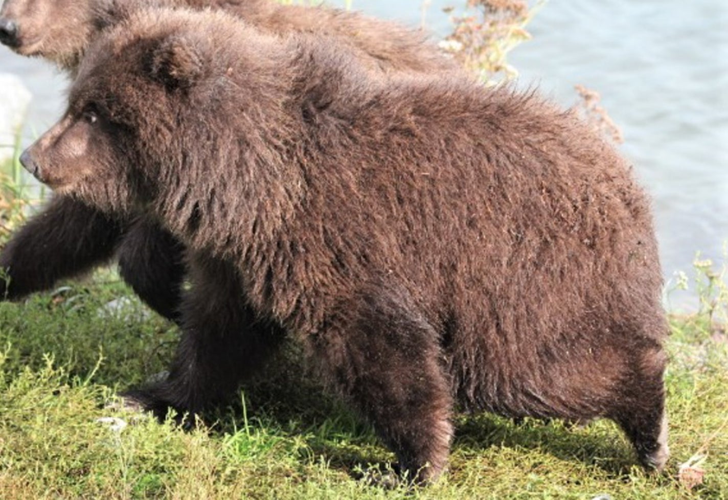 Photo: National Park Service/Explore.org