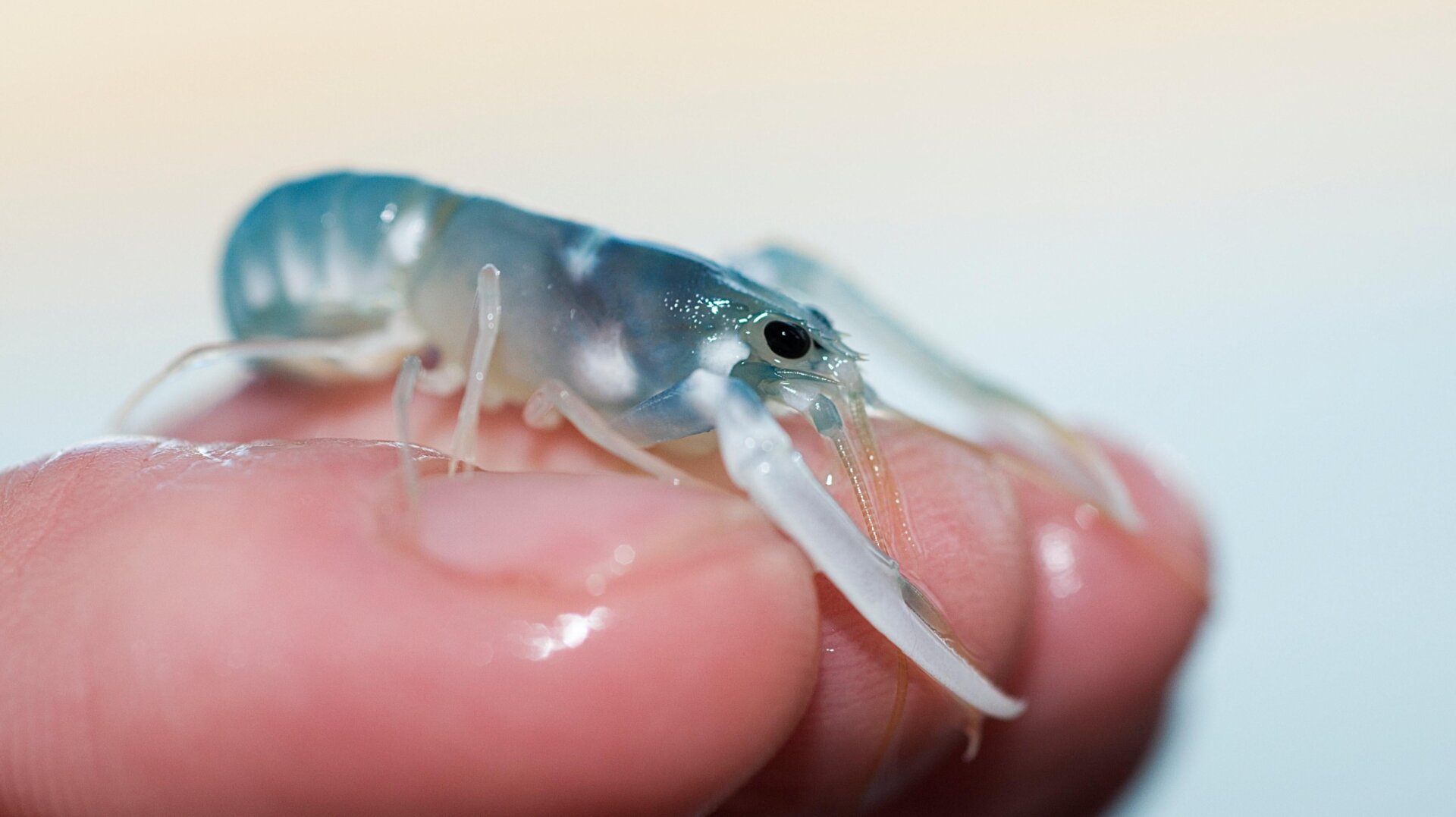 A juvenile European lobster.
