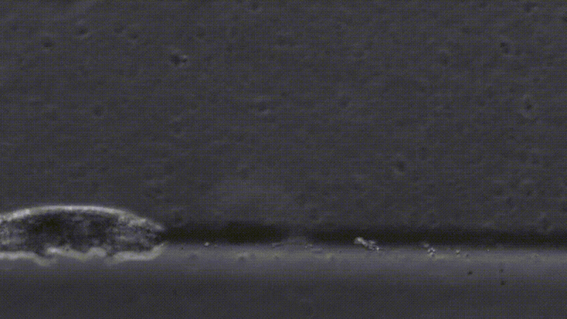 Gif: Lisset Rosario and Deborah Johnston