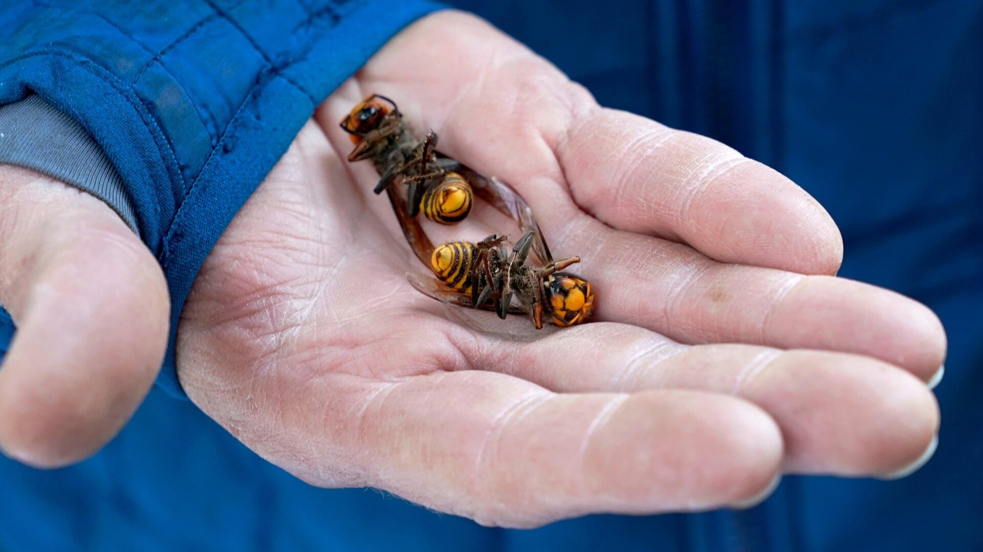 A Washington State Department of Agriculture worker holding two murder hornets.
