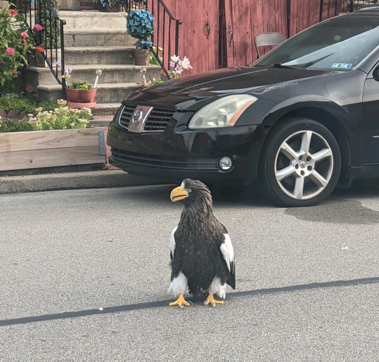 Why did the sea eagle cross the road? We may never know.