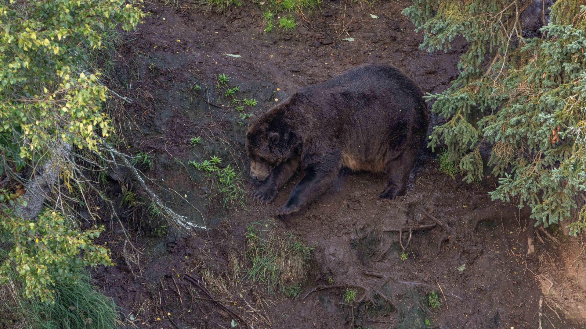 Photo: National Park Service/Explore.org
