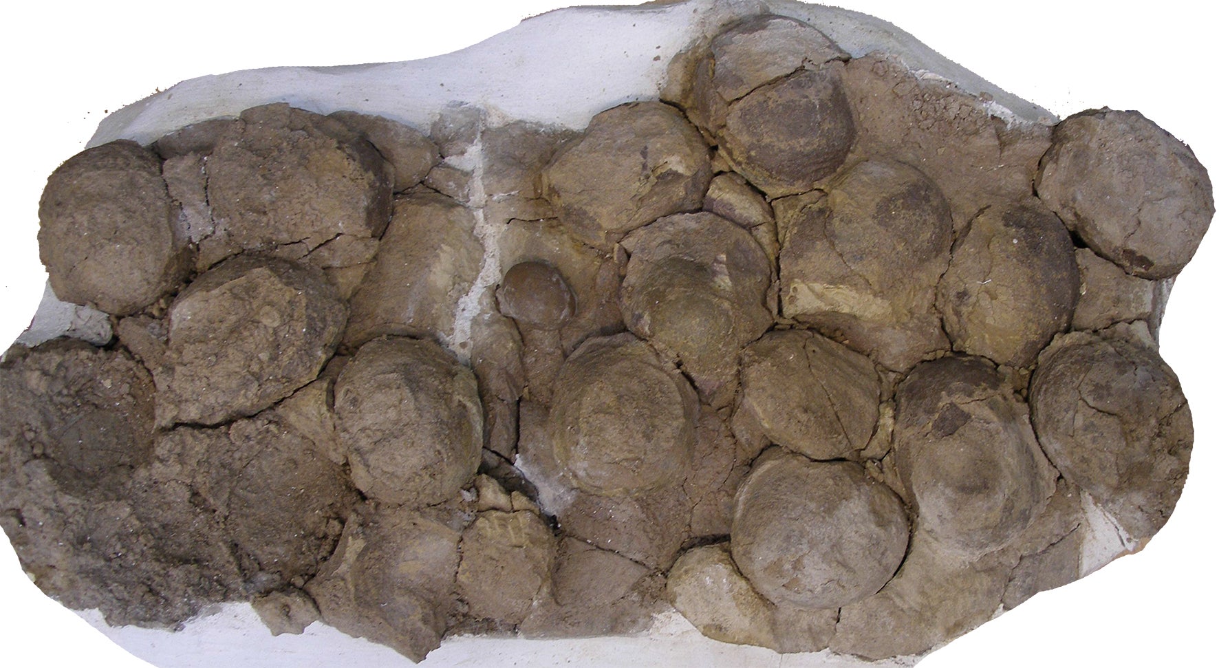 Nest with eggs of Mussaurus patagonicus.