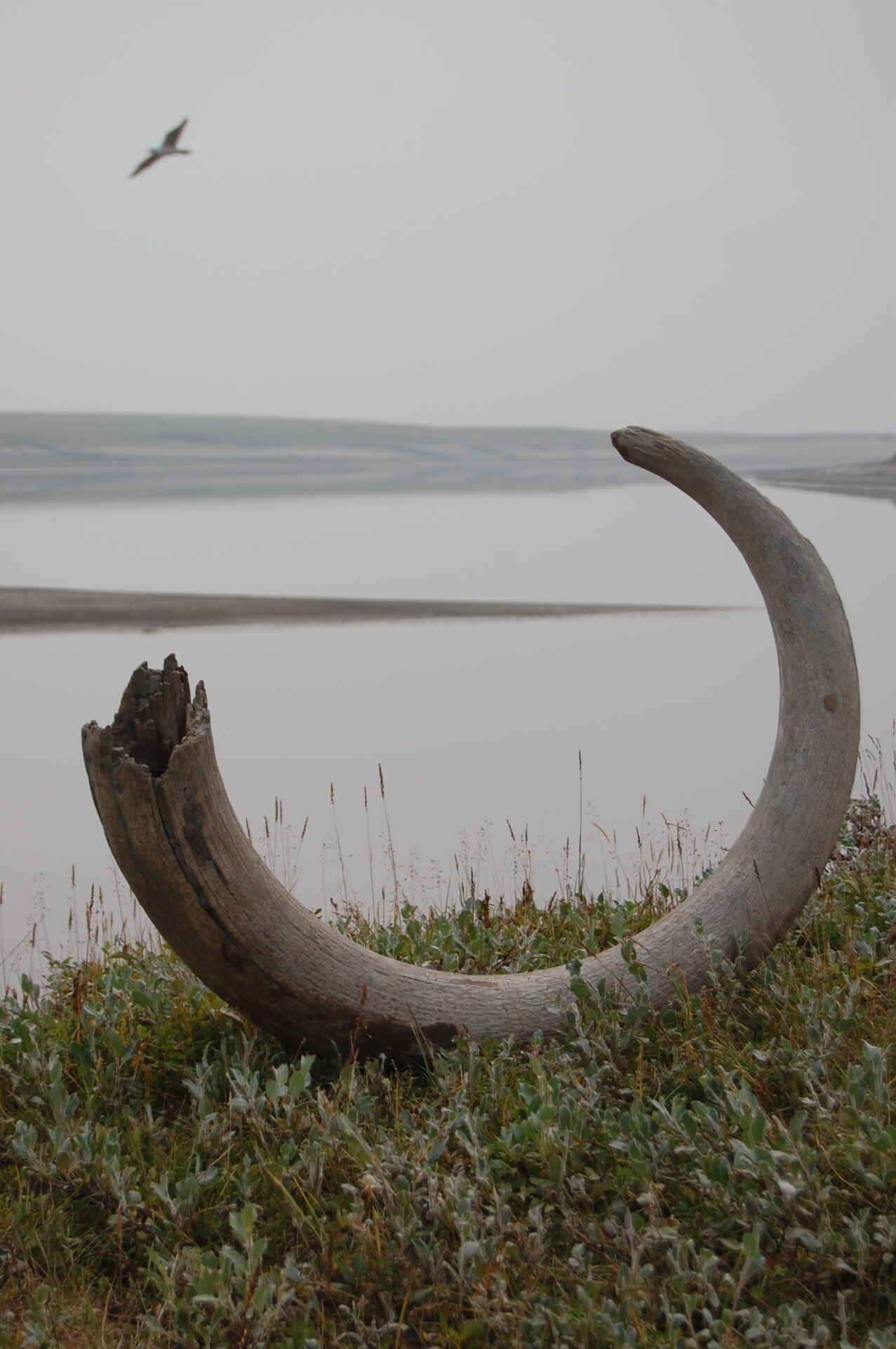 A mammoth tusk on the bank of the Logata River.