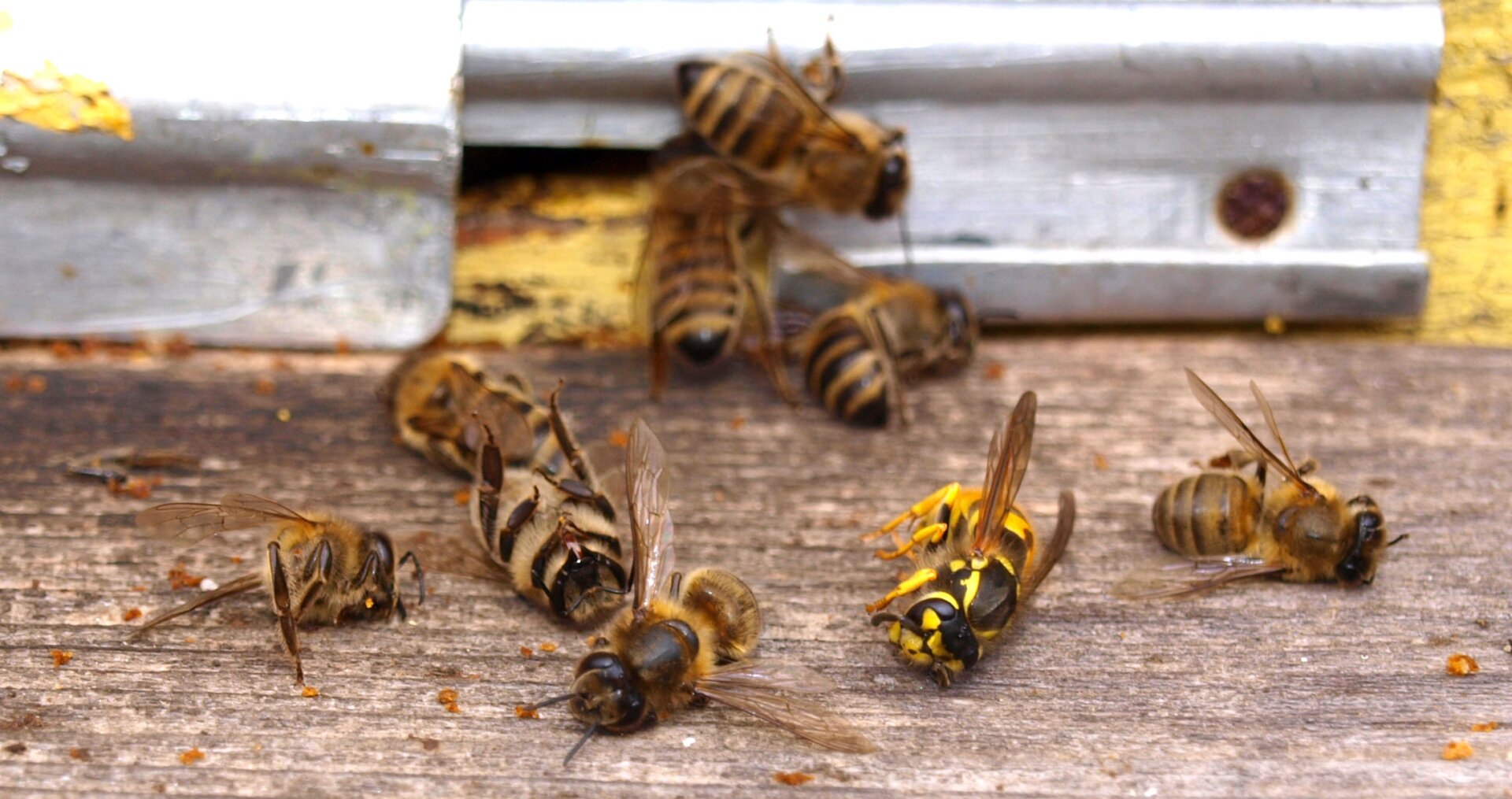 There’s plenty of black and yellow in the insect world, shown here in dead honeybees and one dead yellow jacket. 