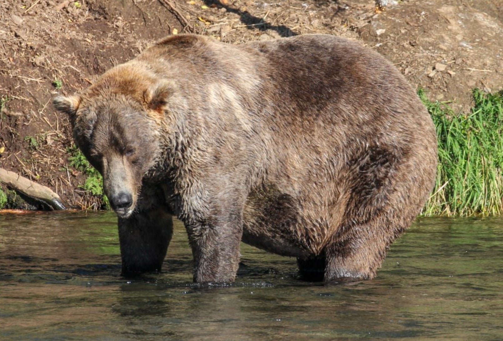 Otis is currently duking it out the semifinals.