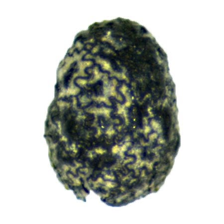 One of the 12,300-year-old tobacco seeds found on the site.