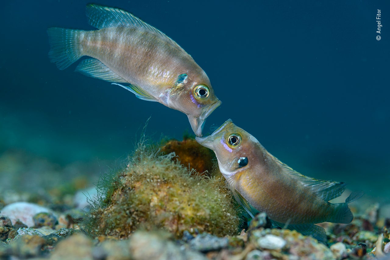 Image: Angel Fitor/Wildlife Photographer of the Year