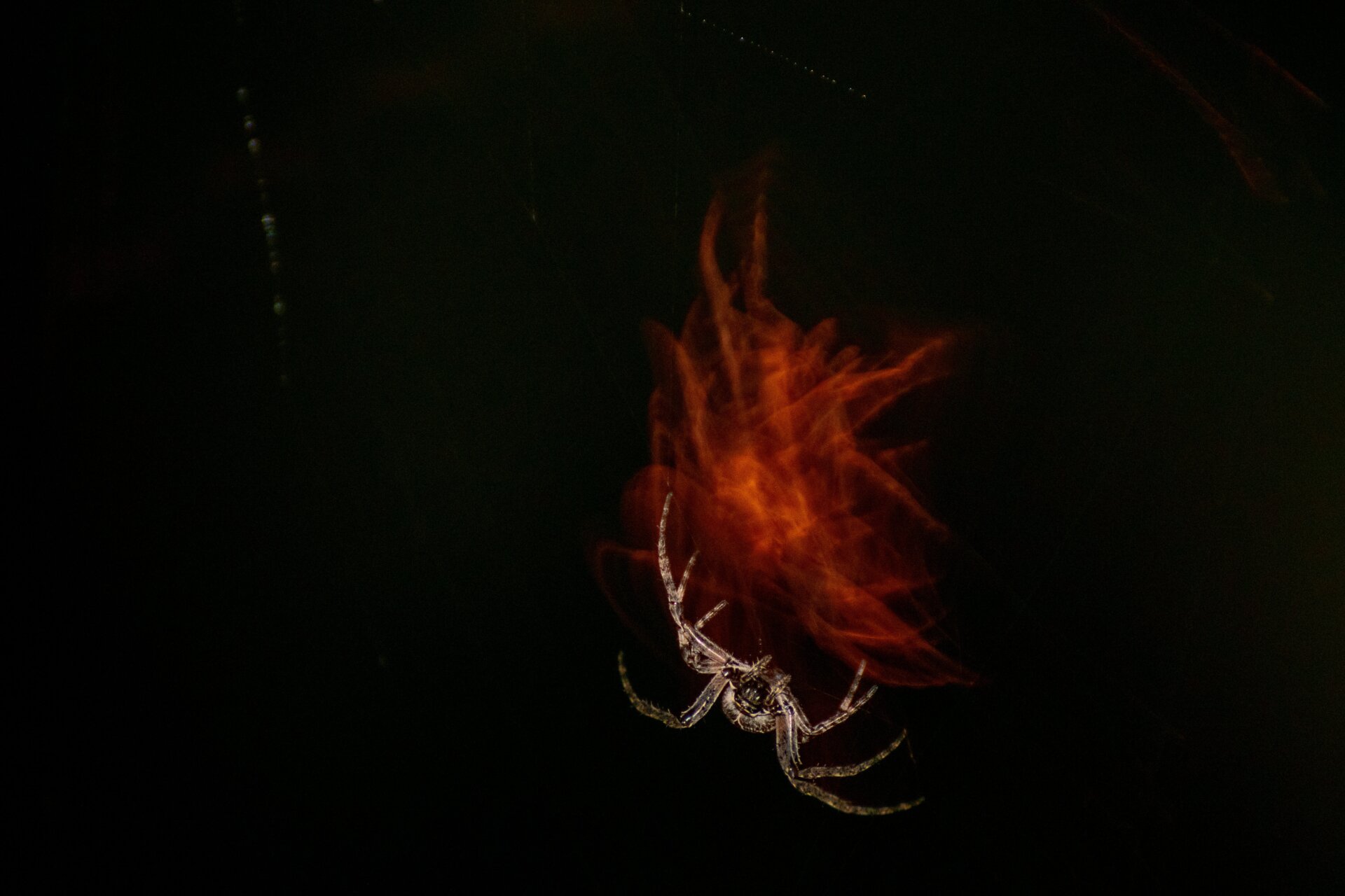 Photo: Alicia Hayden/British Ecological Society