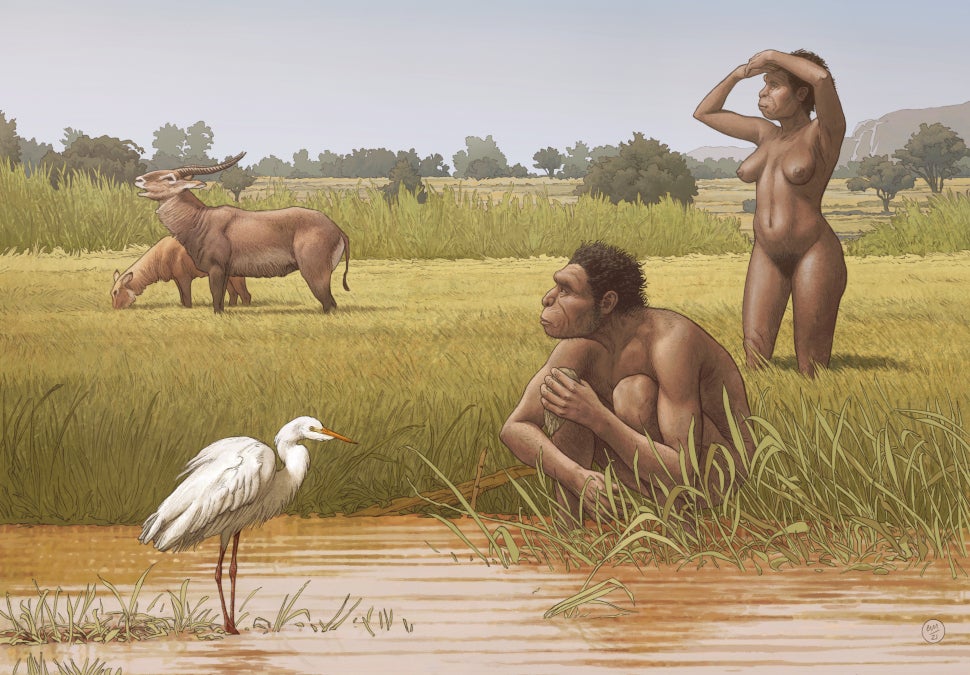 Artist’s impression of male and female members of the newly proposed taxon, Homo bodoensis. 