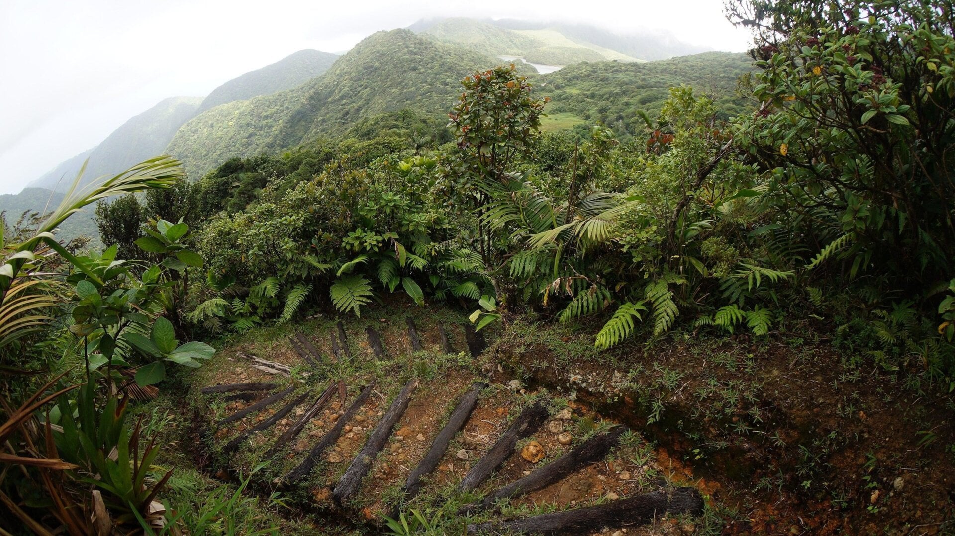 Hiking trail in the Morne Trois Pitons National Park on the island of Dominica. 