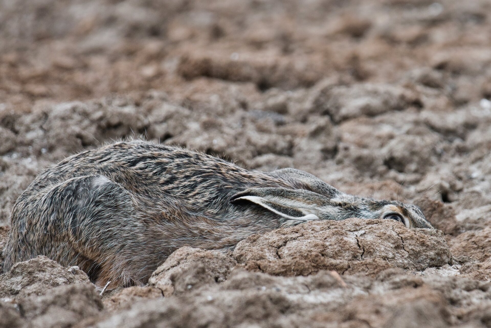 Image: Anton Trexler/CUPOTY