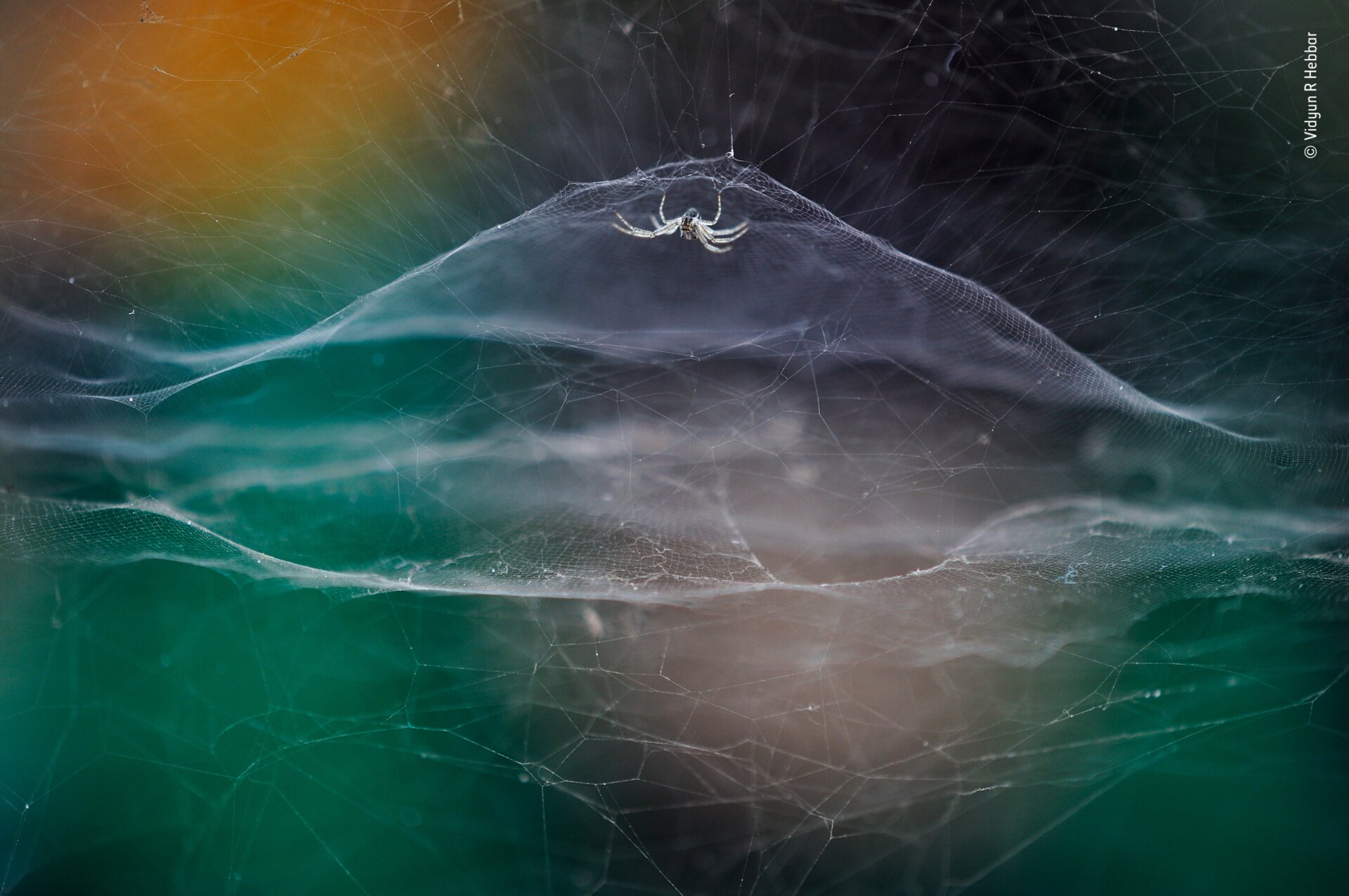 Image: Vidyun R. Hebbar/Wildlife Photographer of the Year