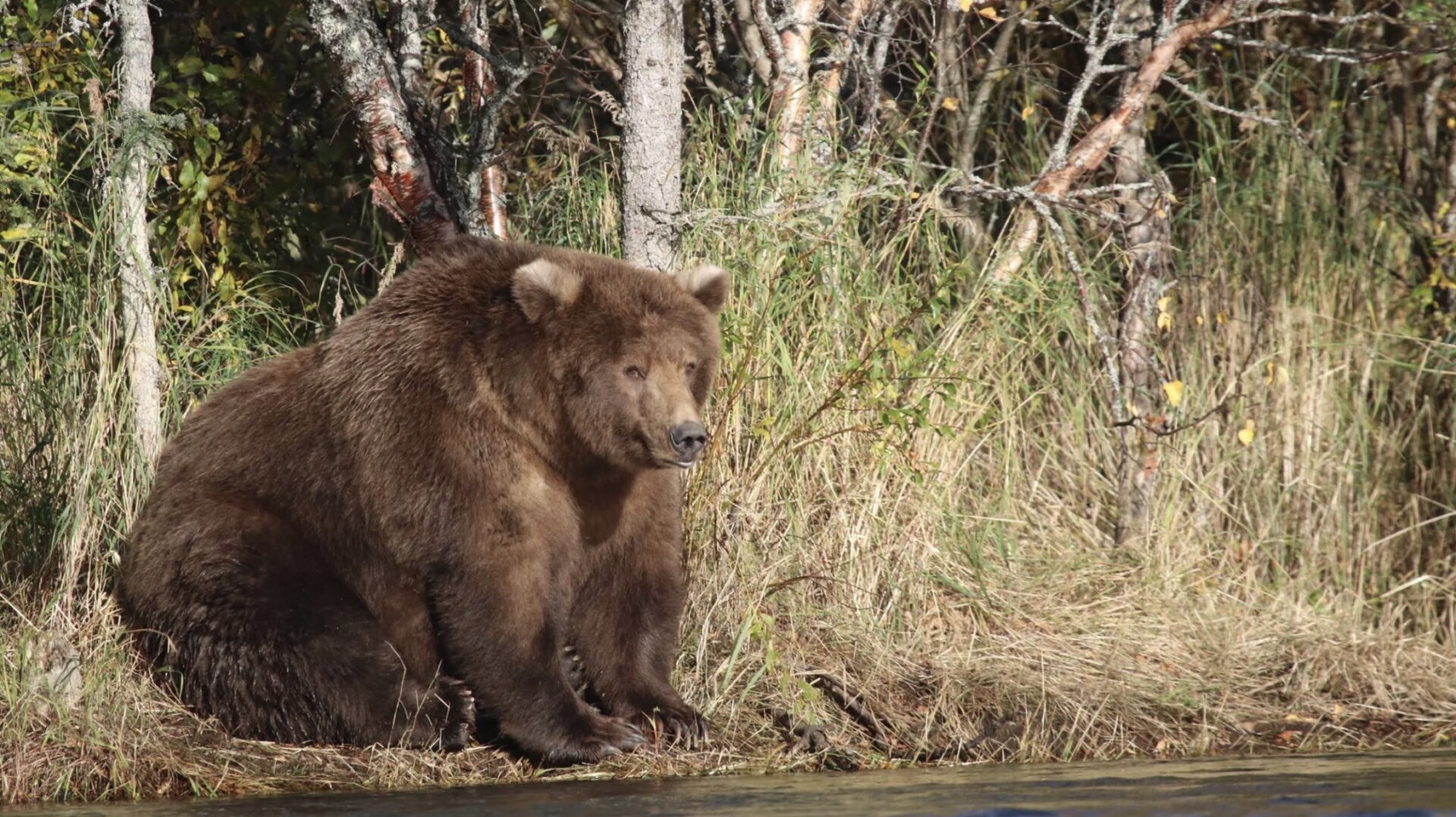 Beadnose, 2018's Fat Bear Week champion and the epitome of fat bearness.