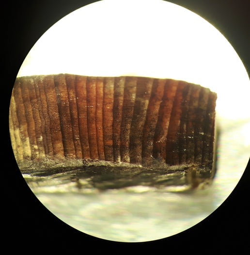 Microscopic image of a wood fragment found at L’Anse aux Meadows.