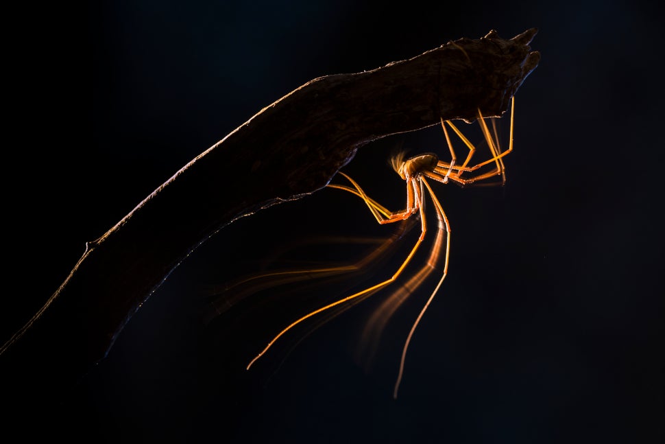 Image: Juan J. González Ahumada/CUPOTY