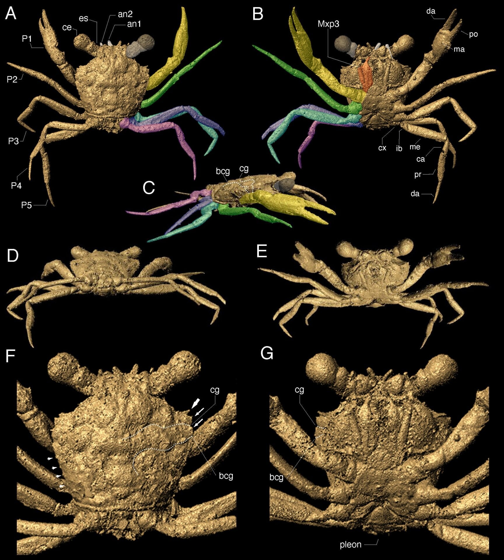 3D scans of the fossil, showing the crab in exquisite detail. 