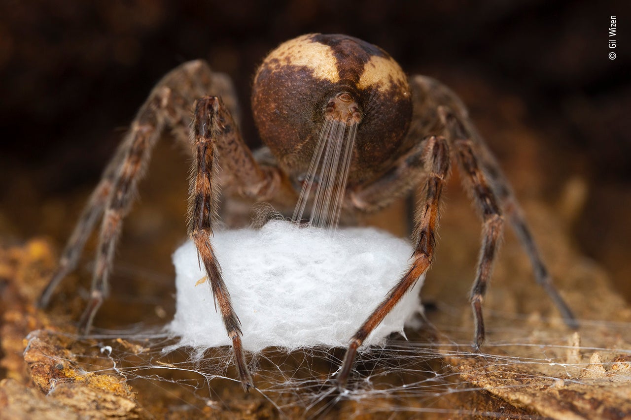 Image: /Wildlife Photographer of the Year