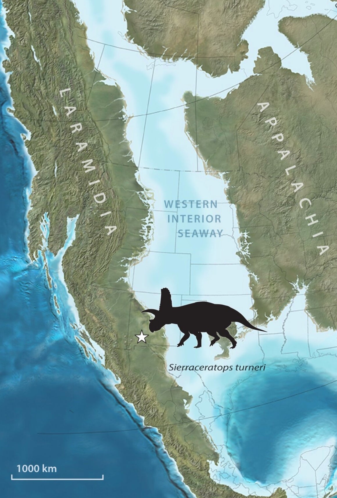 Sierraceratops lived on a coastal plain to the west of the Western Interior Seaway. 