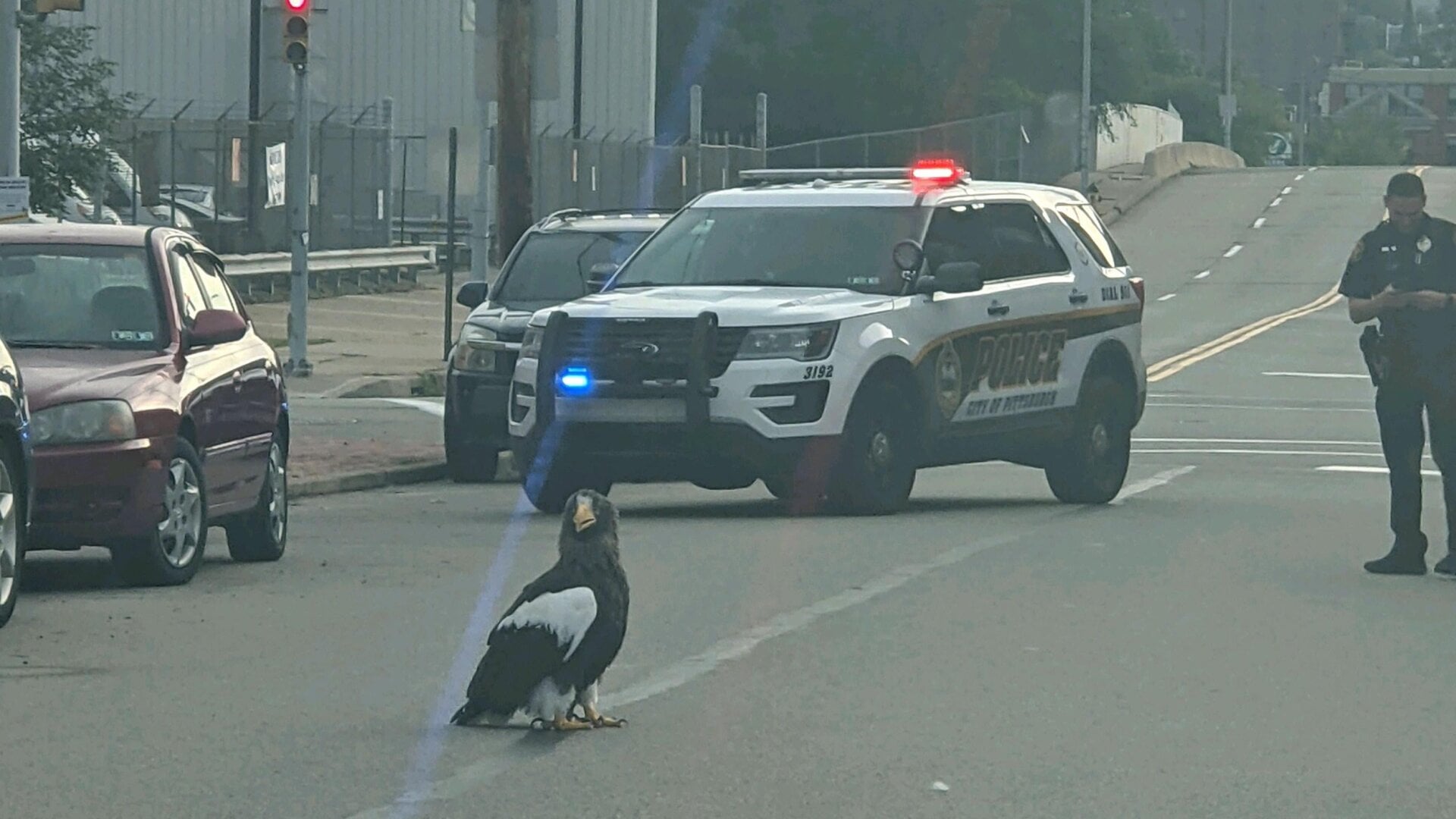 Kodiak attracting attention on a Pittsburgh street.