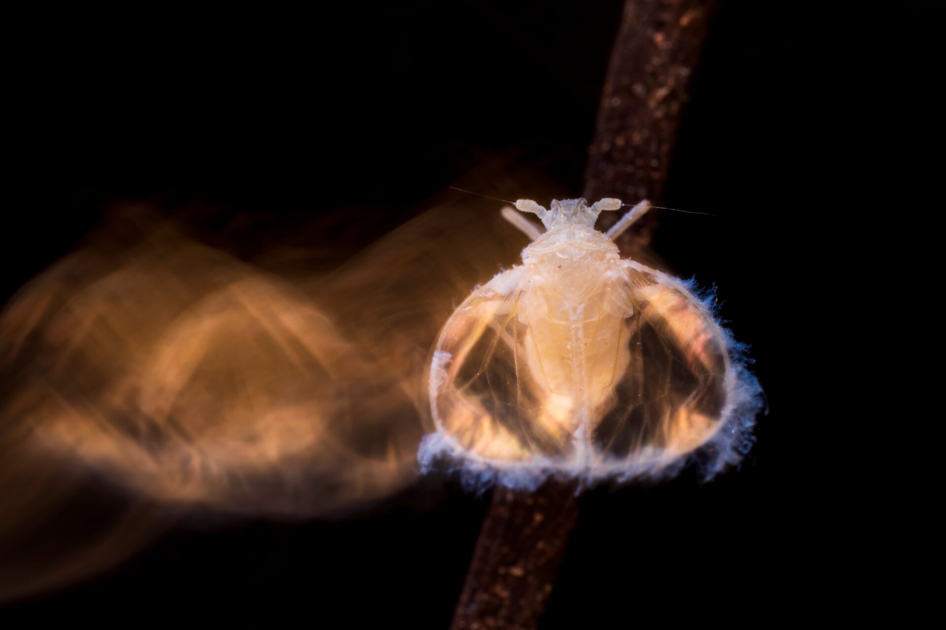 Photo: Roberto Garcia Roa/British Ecological Society