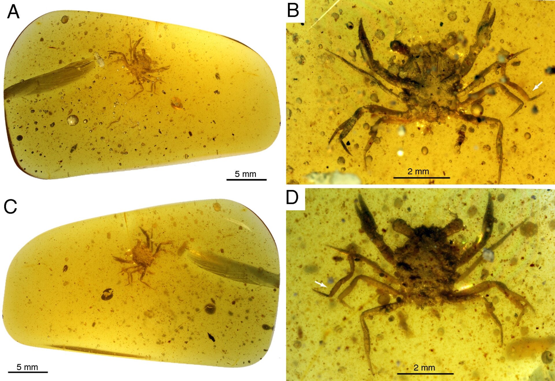Multiple views of the amber fossil. 