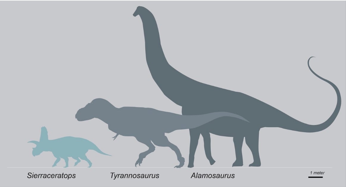 Size comparison of Sierraceratops with other dinos. 