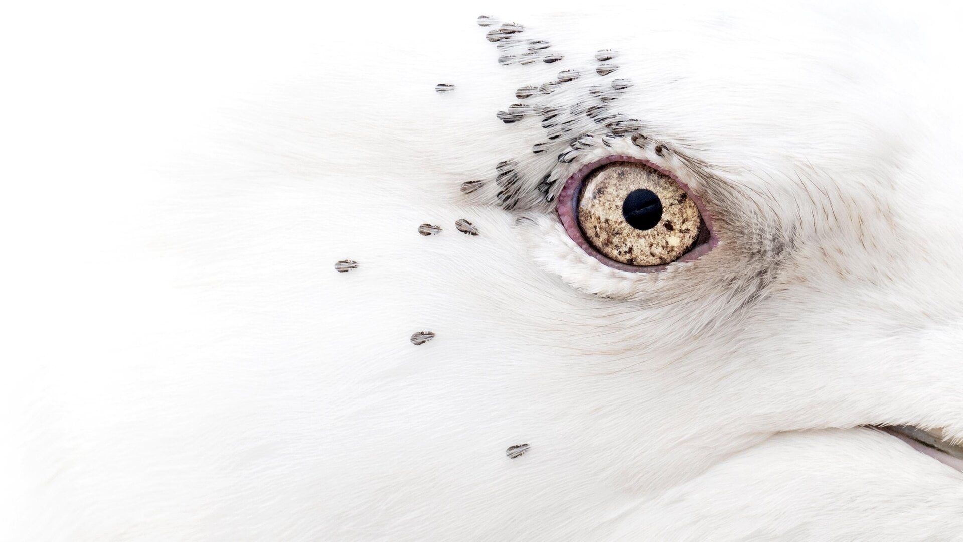 Lice surround the eye of a Kumlien’s gull.