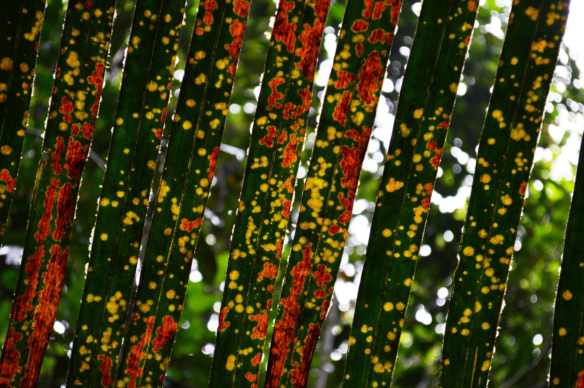 Photo: Raul Costa-Pereira/British Ecological Society