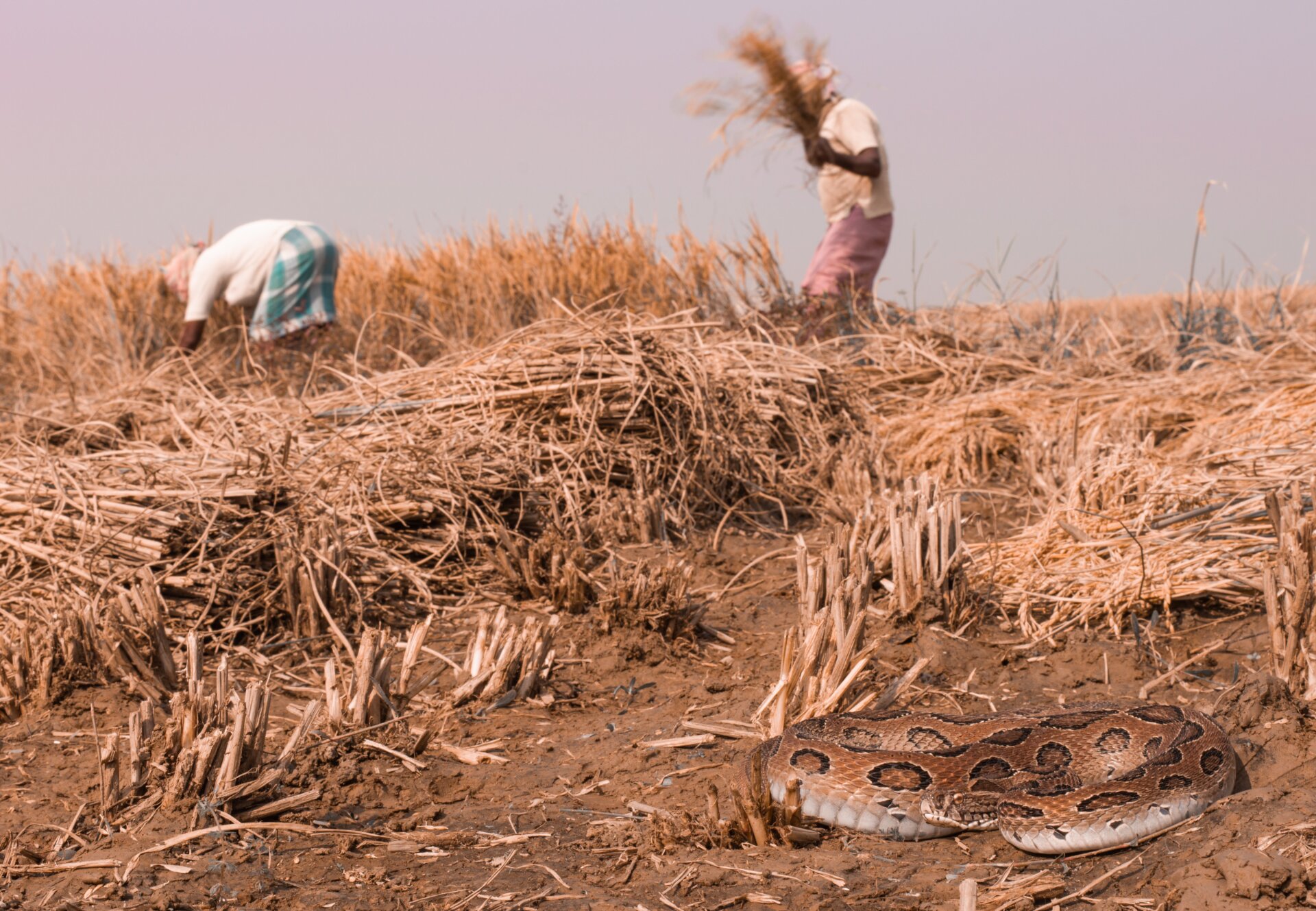 Photo: John Benjamin Owens/British Ecological Society