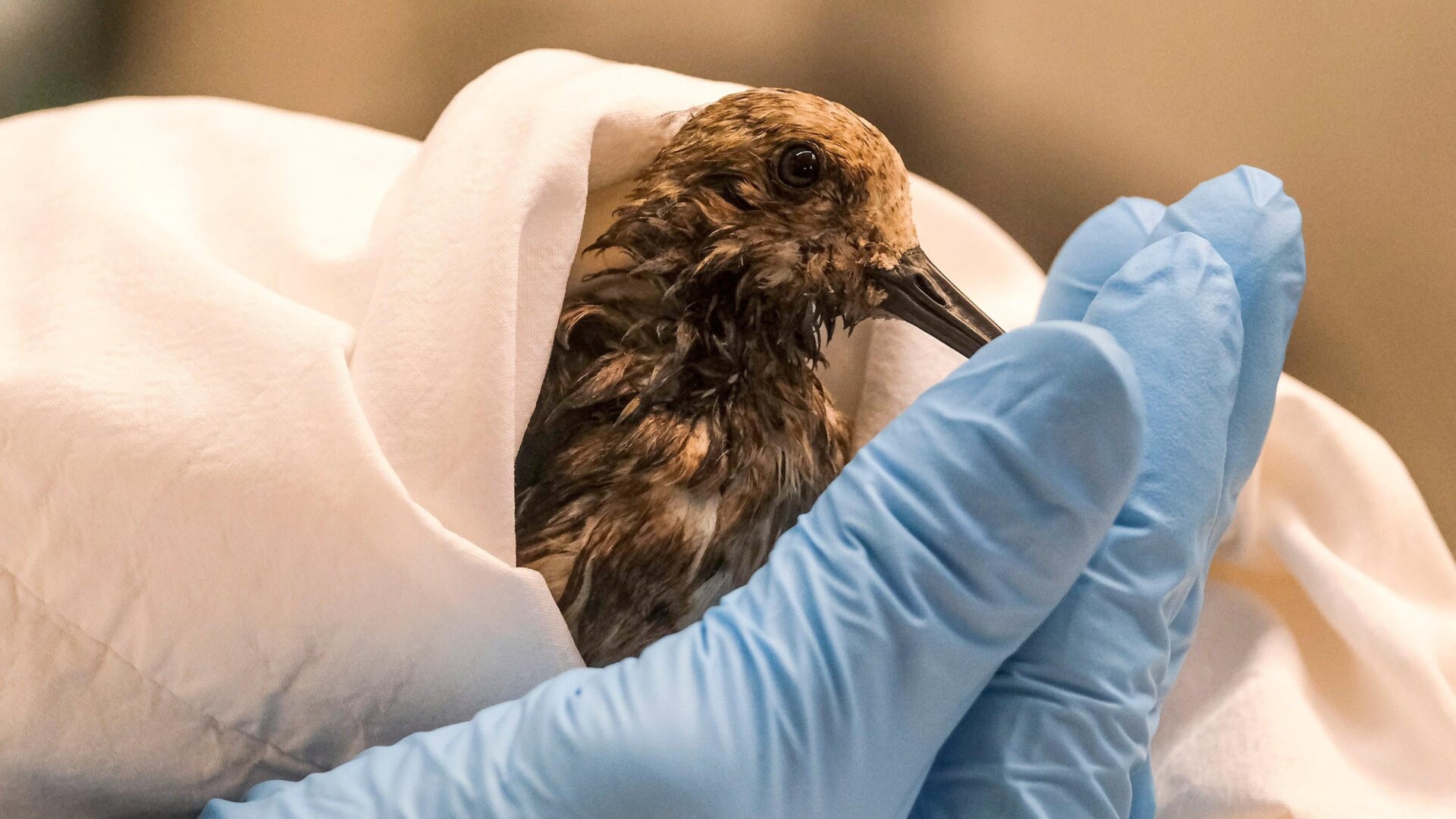 A staff of California Department Fish & Wildlife examines a contaminated Sanderling from the oil spill in Huntington Beach, Calif., on Monday, Oct. 4, 2021.