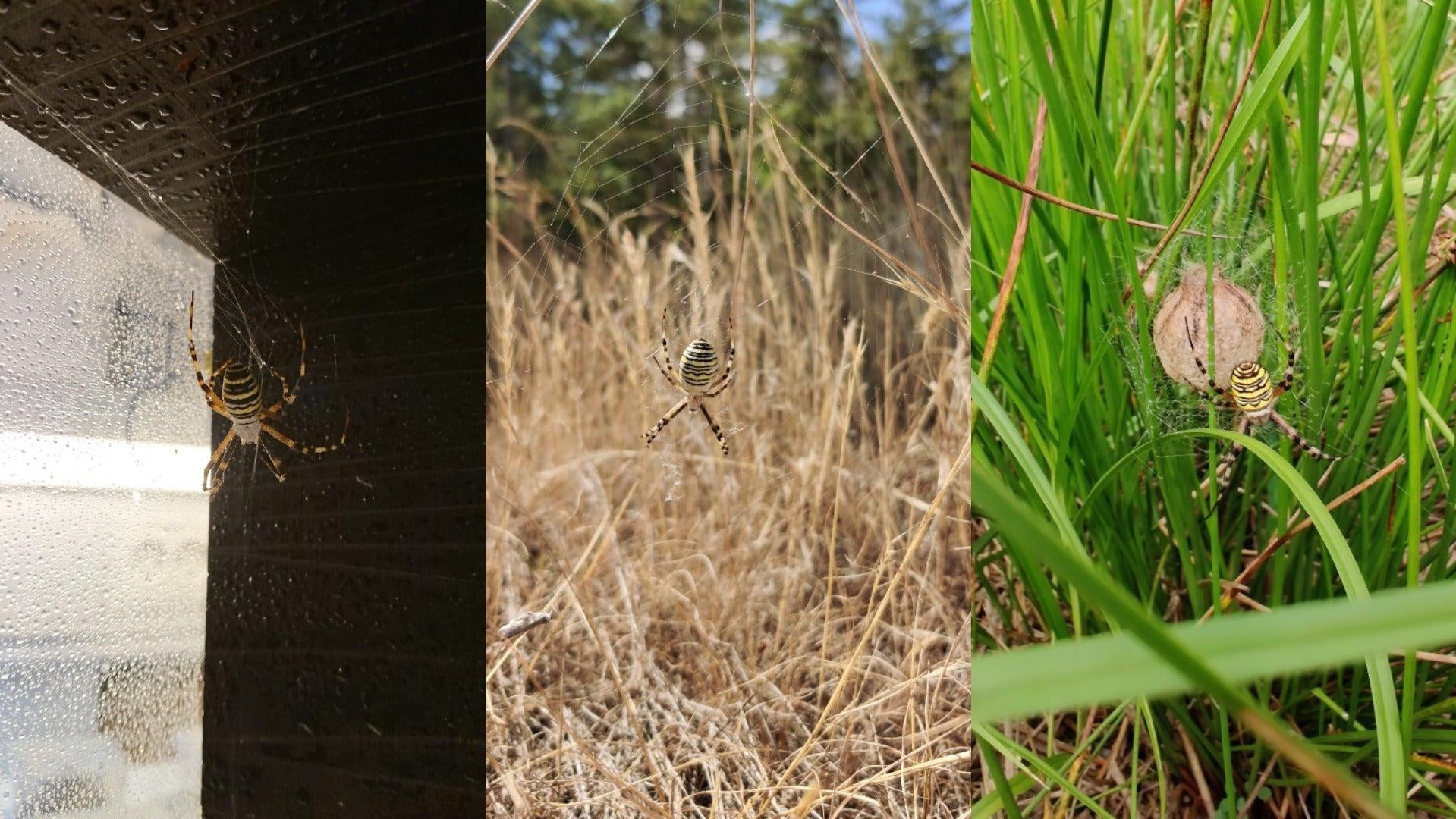 Photos of Argiope bruennichi, aka the wasp spider, taken by the Danish researchers. This spider uses silk to build spiral-shaped webs.